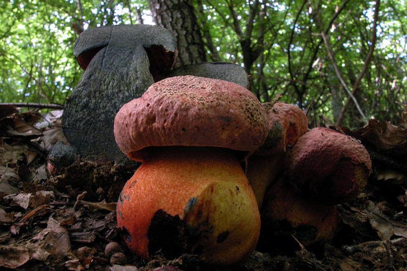 Imperator rhodopurpureus Imperator rhodopurpureus Galleria Foto dei Funghi Fiori e Animali
